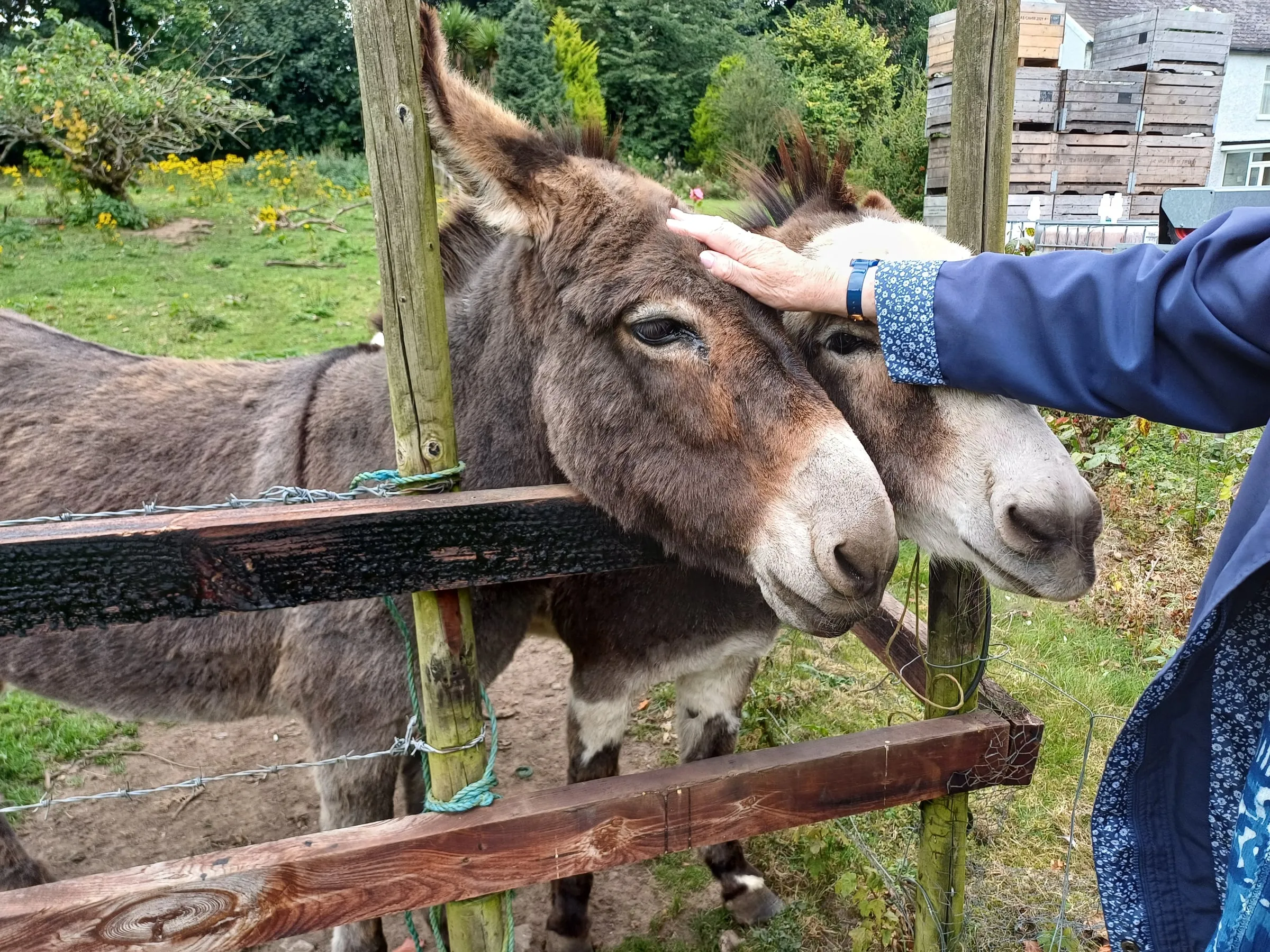 A visitor scratching the heads of the two donkeys at their fence